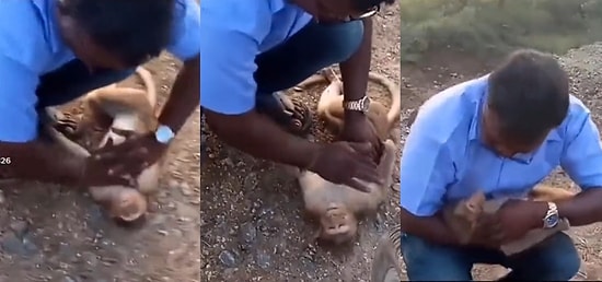 Kalbi Duran Maymuna Dakikalarca Kalp Masajı ve Suni Teneffüs Yapan Yardımsever Adam Gözlerinizi Yaşartacak