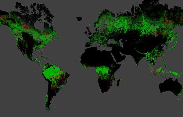 2000’den bu yana tropikal ağaç örtüsünün yaklaşık %10’u kaybolurken sadece 2019’da 121.000 kilometre karelik ormanlık arazi yok oldu.