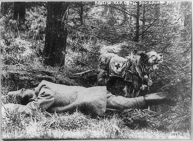 Bir Amerikan köpeği olan Stubby, hardal gazı konusunda askerleri uyarmayı öğrendi ve yaralıların aranmasına yardım etti.