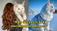 Kelimenin Tam Anlamıyla Aslan Yavrusu! Sahibinin Taşımakta Zorlandığı Dünyanın En Büyük Kedisi