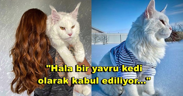 Kelimenin Tam Anlamıyla Aslan Yavrusu! Sahibinin Taşımakta Zorlandığı Dünyanın En Büyük Kedisi