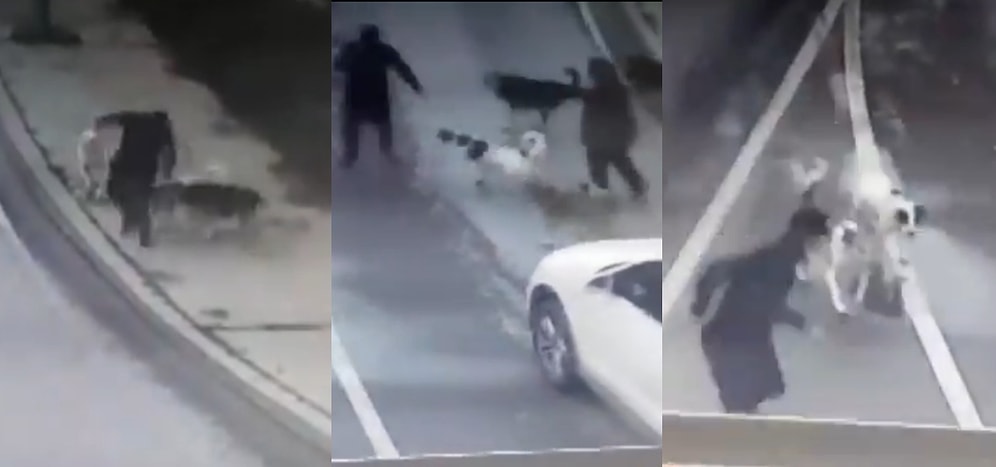 İstanbul Bakırköy'de Yürüyüş Yapan Adam 6 Köpeğin Saldırısına Uğradı