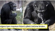 Günde 40 Tane Sigara İçen Şempanze Açelya’nın Yürek Burkan Hikayesini Okuyunca İnsanlıktan Soğuyacaksınız!