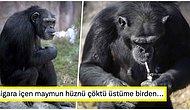 Günde 40 Tane Sigara İçen Şempanze Açelya’nın Yürek Burkan Hikayesini Okuyunca İnsanlıktan Soğuyacaksınız!