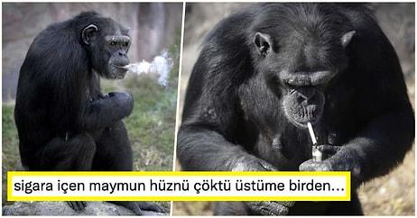 Günde 40 Tane Sigara İçen Şempanze Açelya’nın Yürek Burkan Hikayesini Okuyunca İnsanlıktan Soğuyacaksınız!