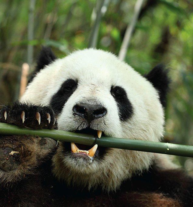 Daha sonra fareleri, pandaların yediklerini simüle eden bambu bazlı bir diyetle üç hafta boyunca beslediler.