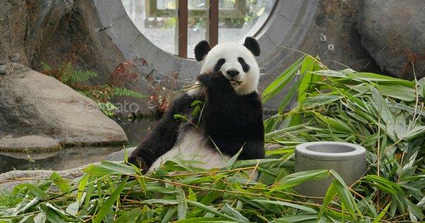 Nesli tükenmekte olan bir hayvan oldukları için pandalar üzerinde net çalışmalar yapılamasa da yapılan bu kısıtlı araştırma dahi pandaların kilolu olmasının nedenini ortaya çıkarabiliyor.