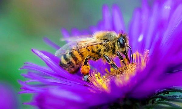 Science Direct isimli bilim dergisinde yayımlanan çalışma, hava kirliliği seviyesinin arttığı bölgede yüzde 70’e kadar daha az polen taşıyan böcek olduğu tespit edildi.