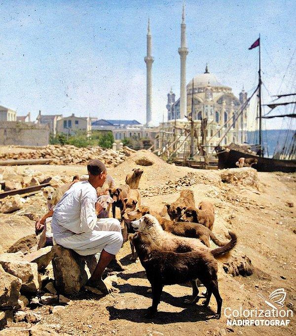 21. Sokak köpeklerini besleyen adam, İstanbul, 1910.