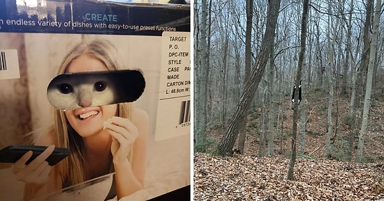 15 фотографий кошек, которые являются настоящими мастерами игры в прятки