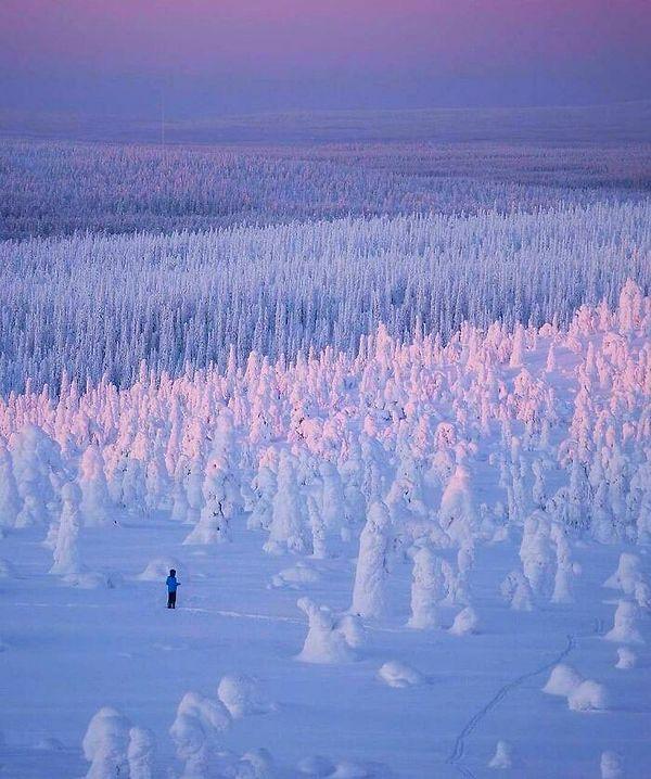 7. Finlandiya'da karla kaplanan orman oldukça huzurlu görünüyor.