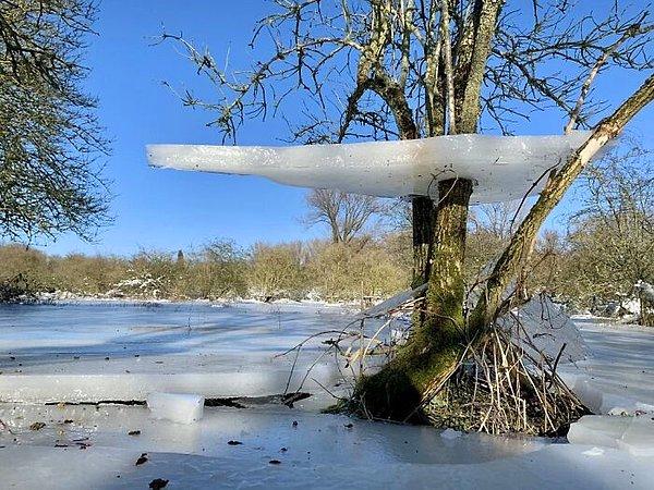 24. Suların seviyesi indikten sonra ağaçta kalan bu buz tabakası sizce de oldukça enteresan durmuyor mu?