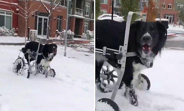 İlk Defa Kar Deneyimi Yaşayan Engelli Köpeğin O Anlarını İzlerken Gözlerinizden Kalpler Fışkıracak
