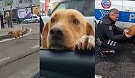 Daha Önce Kendisine Besleyen Polisleri Unutmayan Sokak Köpeği, Polis Arabasını Tanıyınca Peşlerinden Koştu