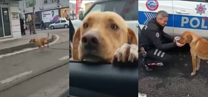 Daha Önce Kendisini Besleyen Polisleri Unutmayan Sokak Köpeği, Polis Arabasını Tanıyınca Peşlerinden Koştu