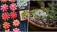 Onlara Göz Bebeğiniz Gibi Bakın: Güzellikleri ile Evinize Renk Katan Sukulentler İçin Bakım Rehberi