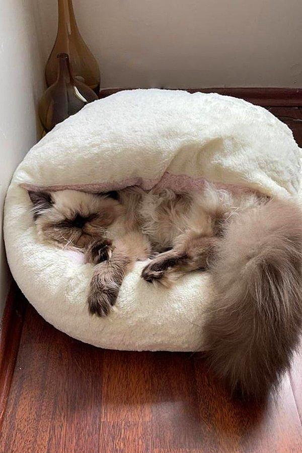 3. Peluş terlik gibi kedi yatağı yapmışlar.