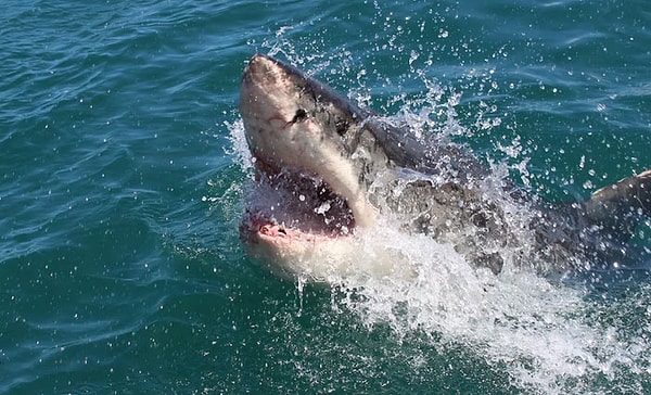 13. Ударить акулу по носу, чтобы она отстала. Вы вообще видели нос акулы? Он скользкий и имеет три ряда зубов! Если нужно, бейте в глаза, но в основном не ведите себя как раненый тюлень! Если вы паникуете, типа: "ааа, черт возьми, она меня съест", то акула будет чувствовать себя обязанной сделать это. Поэтому думайте: "ааа, я съем тебя!"