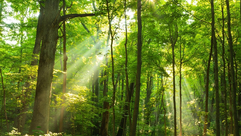 Orman Haftası (Ağaç Bayramı) Ne Zaman? Orman Haftası Nedir, Neden Kutlanır? Orman Haftası Şiirleri...