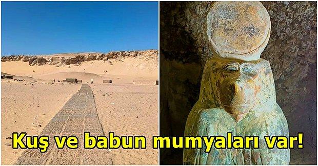 Mısır'da Yüzlerce Mumyalanmış Hayvanın Bulunduğu 2350 Yıllık Bir Hayvan Mezarlığı Bulundu