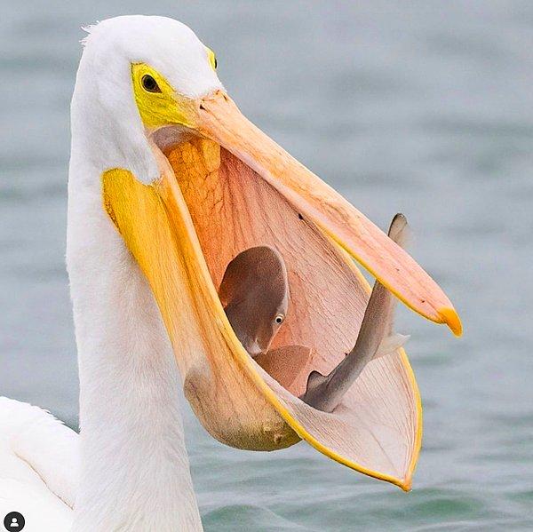 8. Eğer yavru bir köpek balığını tek hamlede yiyebiliyorlarsa, pelikanların şu hayatta yapamayacakları tek bir şey olduğunu düşünmüyorum.