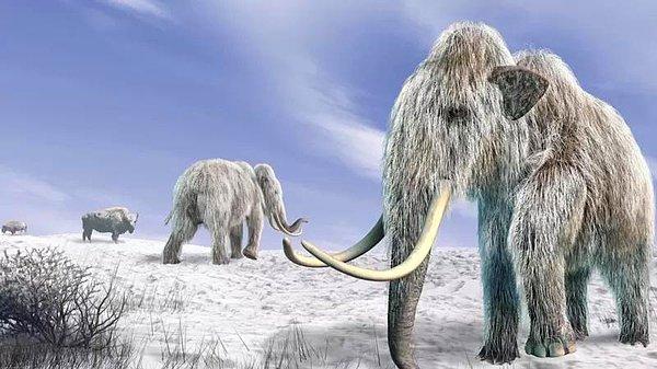 16. Bilim insanları, binlerce yıl önce nesli tükenen mamutlara ait genleri geri getirmek için fosillerden alınan DNA'yı, yaşayan en yakın akrabası olan Asya Fillerinden alınan örneklerle birleştirerek mamutları geri getirmeyi planlıyor.