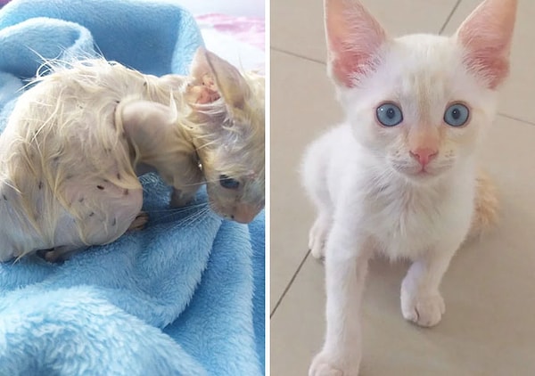 4. В тот день, как его спасли, и 3 недели спустя