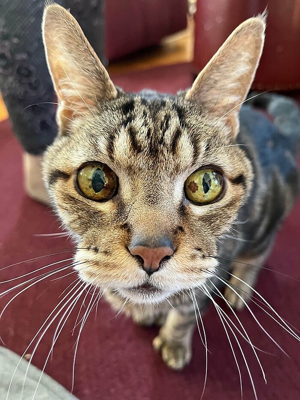 9. Приютили 18-летнюю кошку по имени Кошка