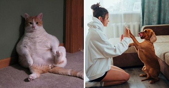 14 вещей, которые должны знать владельцы домашних животных, по мнению ветеринаров