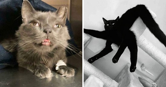 Что не так с моей кошкой: Владельцы делятся фотографиями своих странных питомцев (17 новых фото)