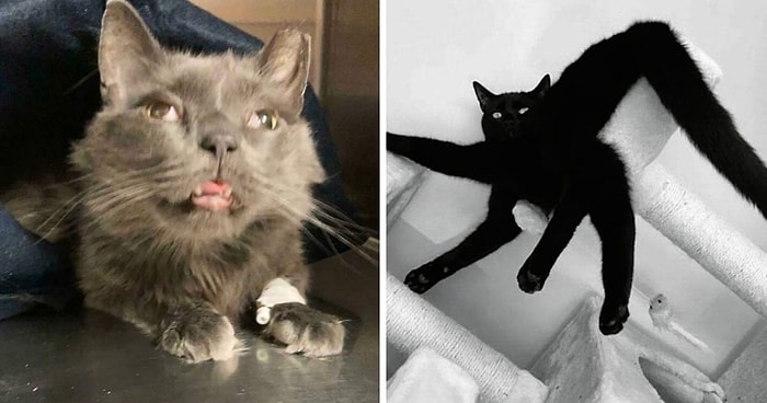Что не так с моей кошкой: Владельцы делятся фотографиями своих странных питомцев (17 новых фото)