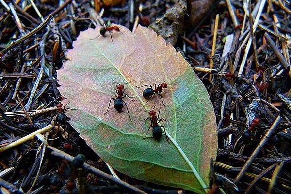 Evde Yapılabilecek Karınca Engelleyiciler Neler? Karıncaya Kesin Çözüm Önerileri...