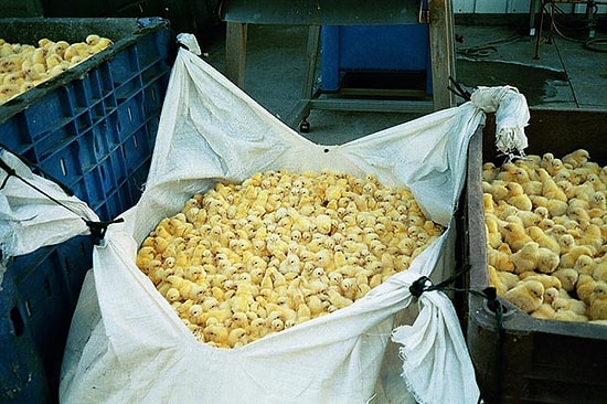 Avrupa'nın En Büyük Üreticisi: Fransa Erkek Civcivlerin Öldürülmesini Yasakladı