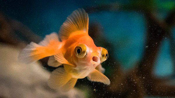 7. Balıkların 155 milyon yıldır kendi aralarında sesli iletişim kurduğu keşfedildi. Araştırmacılar, balıklar arasındaki iletişimi milyonlarca yıl sonra tespit etmenin şaşkınlığını yaşıyor.