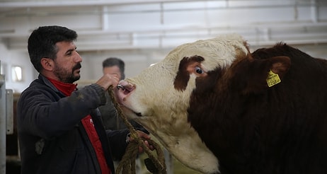 Spermini Satarak 1,25 Milyon Lira Gelir Elde Ettiler: 'Milky Göz Bebeğimiz'