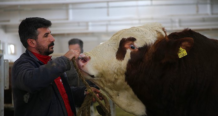 Spermini Satarak 1,25 Milyon Lira Gelir Elde Ettiler: 'Milky Göz Bebeğimiz'