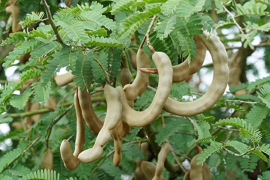 Demirhindinin Faydaları Nelerdir? Demirhindi Neye İyi Gelir?