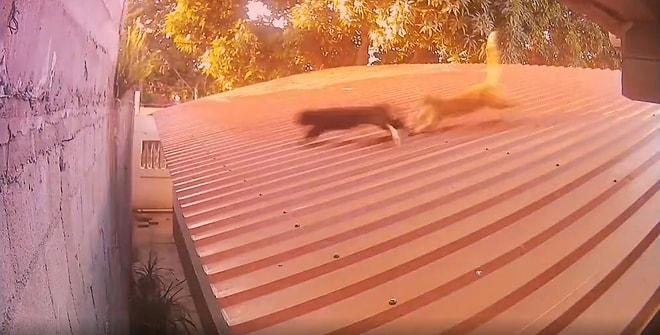 Çatıda Gezdiği Sırada Saldırıya Uğrayan Kedinin İnanılmaz Bir Hareket ile Saldırıdan Kurtulduğu Anlar