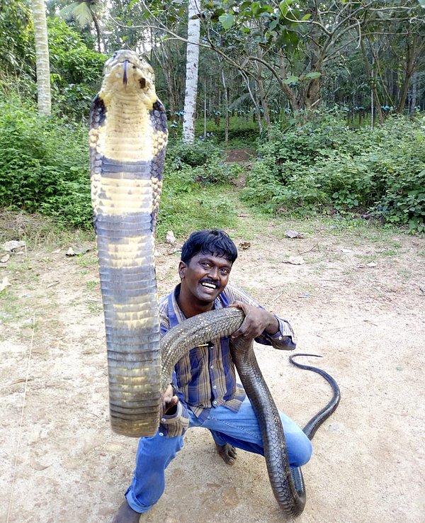 Vava Suresh 30,000'den fazla yılan yakaladı.