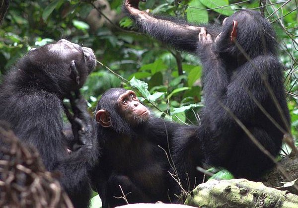 Doğada yaşayan şempanzelerin, atabilecekleri çeşitli nesneler olsa da , örneğin dallar ve taşlar.