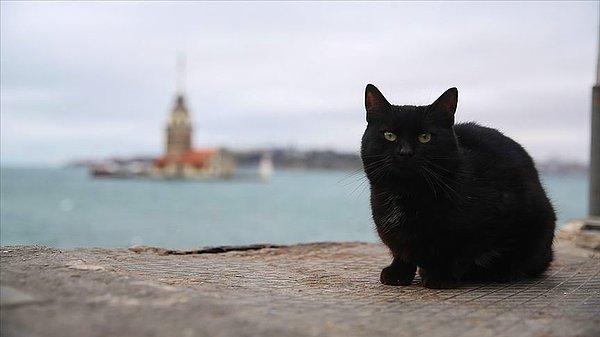 4. Kara kedi görmenin uğursuzluk getirdiğine inanıyor musun?
