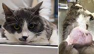 Meme Kanserli Kedi Ameliyatla Kurtarıldı: 1 Kilo Tümör Çıkartıldı