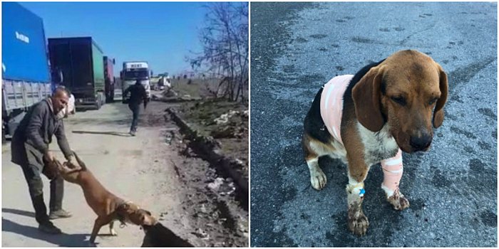 Sultangazi'de Pitbull Dehşeti: Sol Ön Bacağı Kırıldı, Çenesinden Yaralandı...