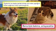 Fırsatları Olsa Evcil Hayvanlarına Söylemek İstediklerini Paylaşırken Yüzümüzü Güldüren 21 Kişi