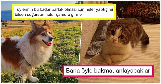 Fırsatları Olsa Evcil Hayvanlarına Söylemek İstediklerini Paylaşırken Yüzümüzü Güldüren 21 Kişi