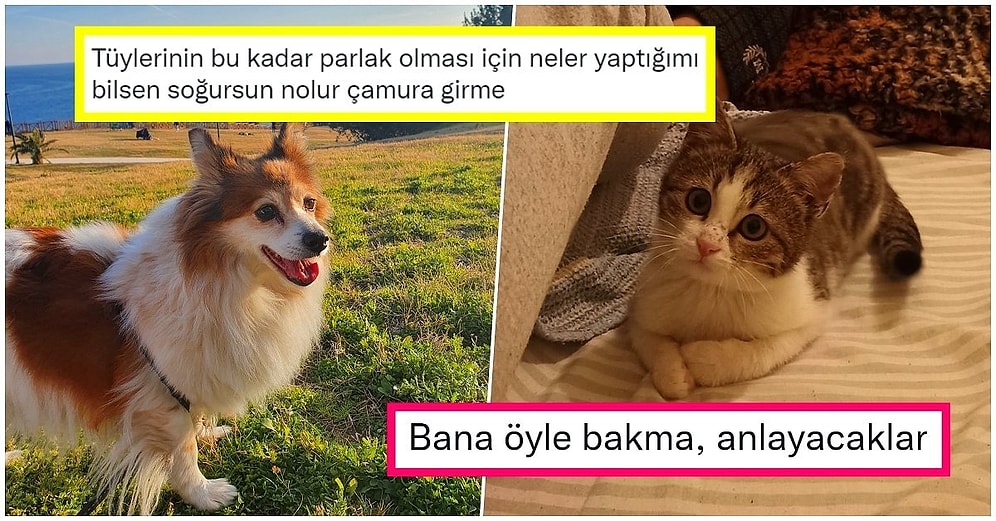 Fırsatları Olsa Evcil Hayvanlarına Söylemek İstediklerini Paylaşırken Yüzümüzü Güldüren 21 Kişi