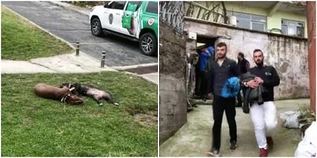 Bursa'da Dehşet Görüntüleri: Kendilerine Saldıran Pitbulları Tabancayla Öldürdüler