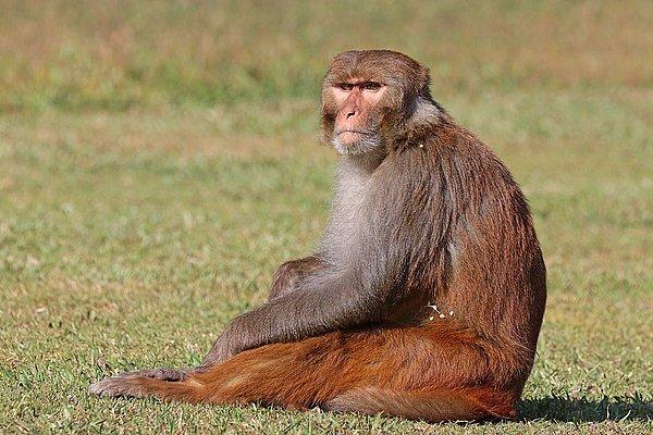 7. Florida'nın merkezinde yüksek makak maymunu popülasyonu bulunuyor. Sebebi ise 1938 yılında Florida'nın yakınında bir adaya bırakılırken yüzebileceklerinin hesaba katılmaması.