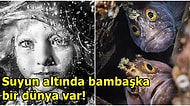 İngiltere Merkezli 'Yılın Su Altı Fotoğrafçısı' Yarışması Kazananları Açıklandı