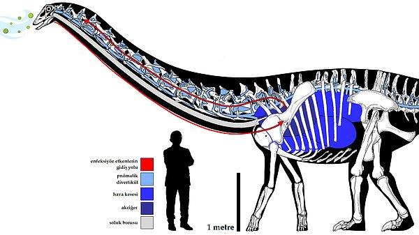 Araştırmacılar, fosilleşme sürecinde dinozorun sağlık durumuna dair birçok kanıtın kaybolduğunu söylüyor.